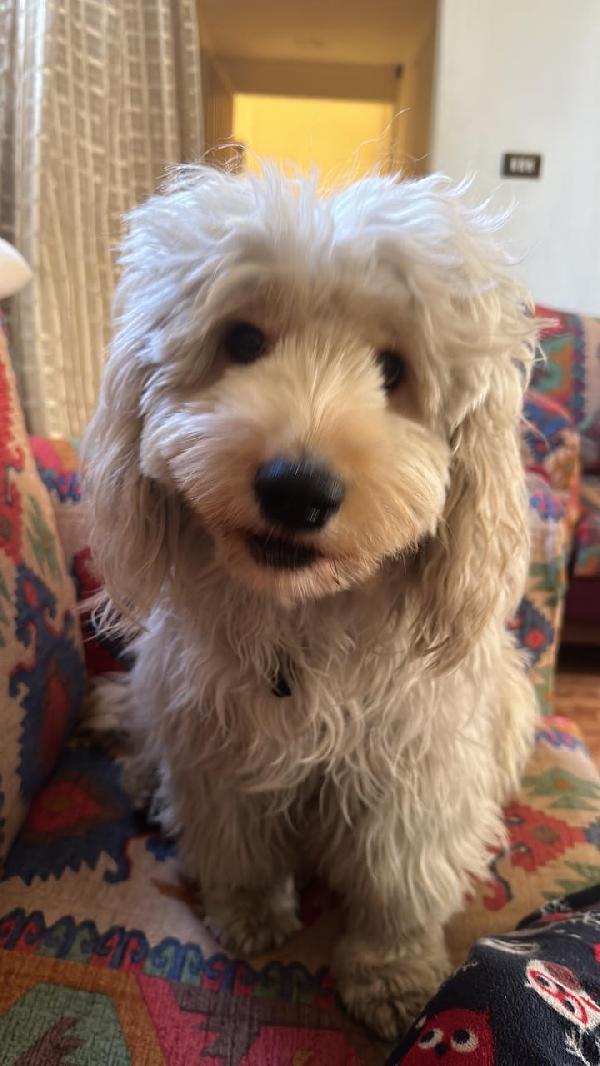 Fluffy, una barbonicino tutto arruffato da adottare Foto 2